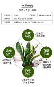 虎皮兰夏天怎么浇水方法 虎皮兰夏季的正确浇水技巧