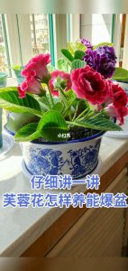 芙蓉花浇什么肥最好 芙蓉花施用什么肥料效果最佳