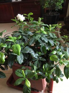 栀子花浇什么肥最好 最佳肥料选择以栀子花为对象