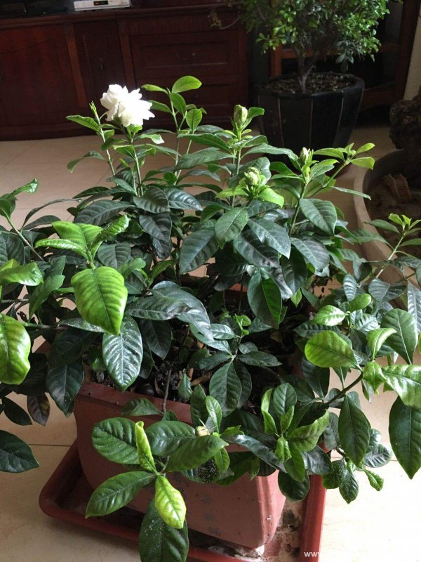 栀子花浇什么肥最好