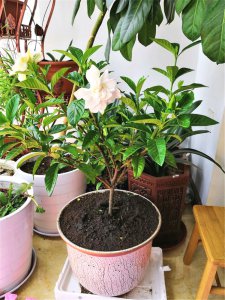 栀子花夏天怎么浇水方法 夏季如何给栀子花浇水