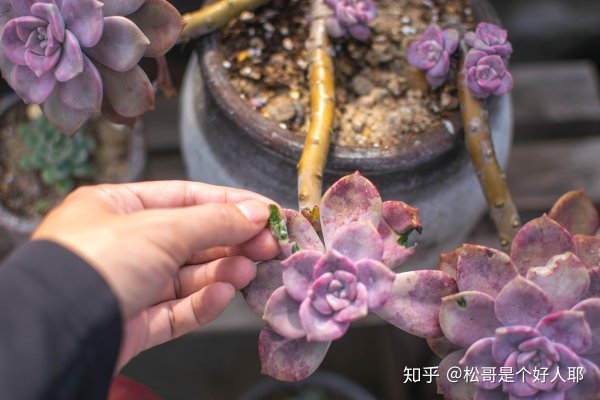 紫乐夏天怎么浇水方法