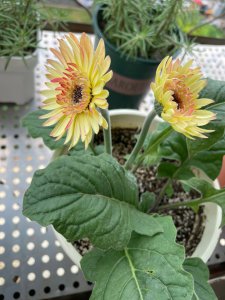 非洲菊怎么养长的好 如何正确养护非洲菊以促使其生长？
