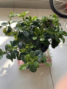 栀子花可以土养吗 栀子花适合土壤种植吗？