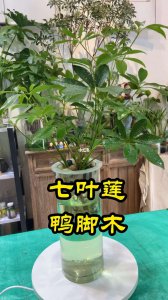 七叶莲怎么养殖方法 七叶莲种植技巧