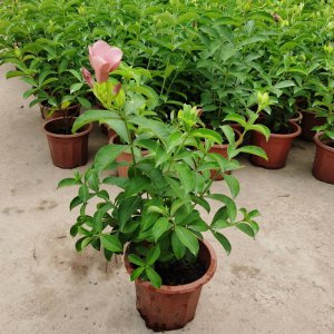 紫蝉花怎么养殖方法 紫蝉花的养护技巧