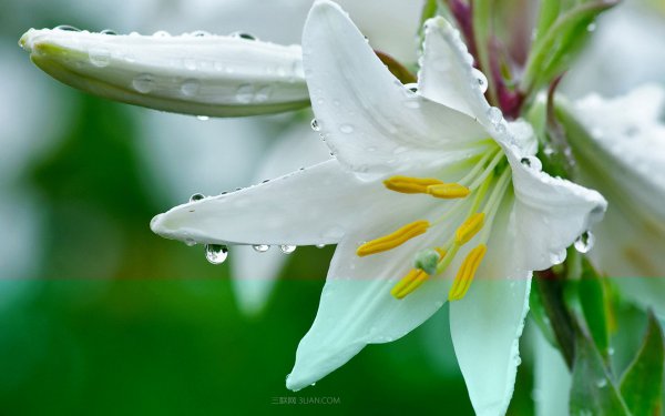 百合花喜水吗