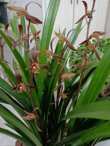 墨兰花怎么养殖方法 兰花怎么养殖方法
兰花的种植技巧