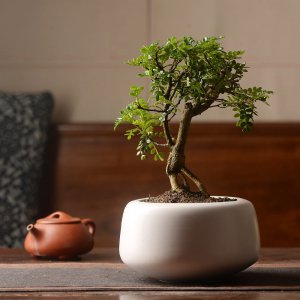 清香木用什么盆栽好 清香木适合什么种盆栽？