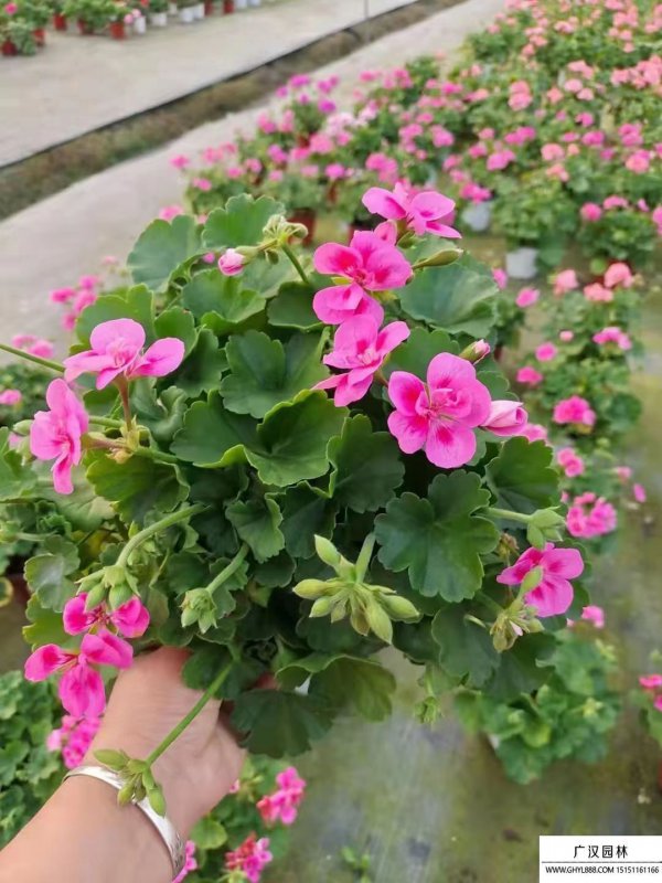 天竺葵喜水吗