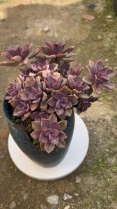 多肉初恋怎么养殖出状态 如何培养多肉植物的初恋状态？