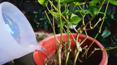 茉莉浇什么肥最好 茉莉最适合施用何种肥料
