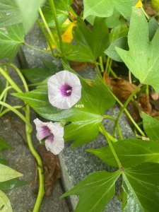 地瓜花几月份种植合适 什么时候种植地瓜花最合适？