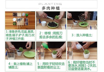春萌多肉怎么养殖方法 春季多肉养殖技巧