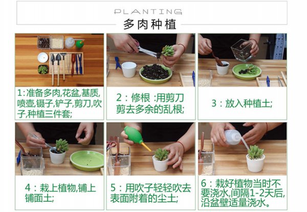 春萌多肉怎么养殖方法