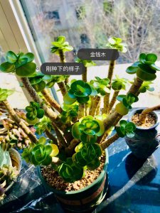 金钱木开花后怎么处理 金钱树结果后如何处理