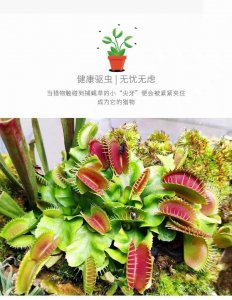 食蚊草怎么养殖方法 养殖食蚊草的方法
种植食蚊草的步骤