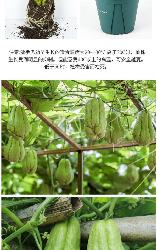 佛手瓜几月份种植合适