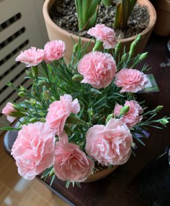 康乃馨喜水吗 康乃馨适合水养吗？