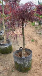 羽毛枫怎么养殖方法 养殖羽毛枫的方法
种植羽毛枫的技巧