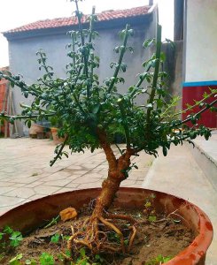 迎春花怎么养殖方法 养殖迎春花的方法
种植迎春花的技巧