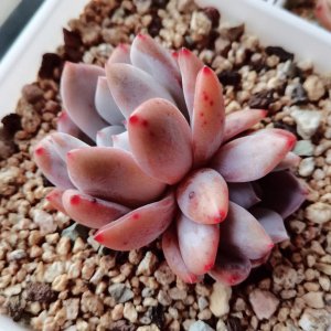 雪爪多肉怎么养出状态 雪爪多肉如何养护才能茁壮生长