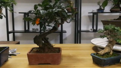 金弹子夏天怎么浇水方法 金弹子夏季如何正确浇水？