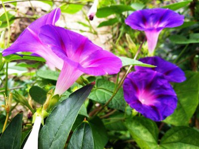 牵?；ㄏ菜?牵牛花适合水吗？