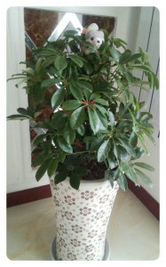 鹅掌花怎么养殖才能更旺盛 如何使鹅掌花生长更繁茂？