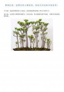 绿玉树怎么养殖方法 绿玉树的种植方法
怎样养殖绿玉树