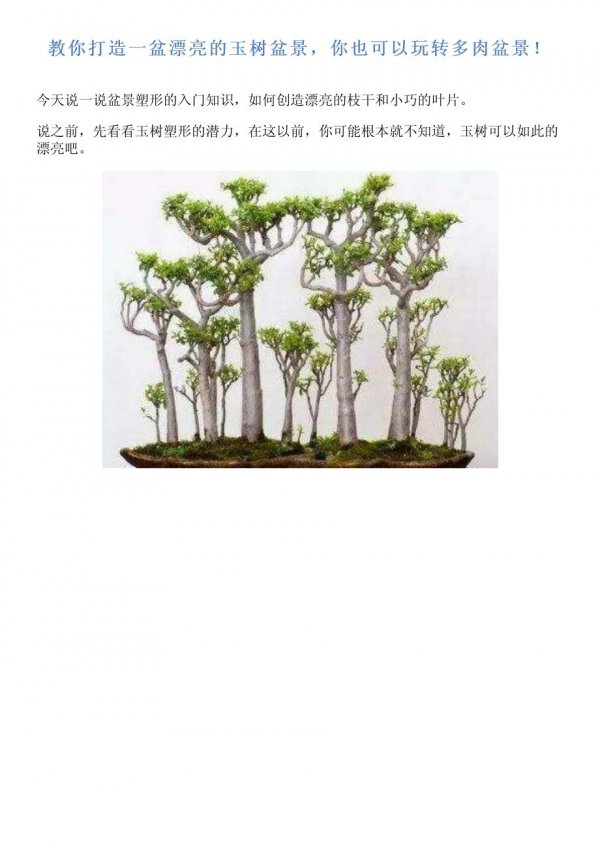 绿玉树怎么养殖方法