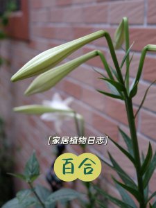 百合花可以土养吗 百合花适合土壤种植吗？