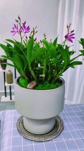 澳洲石斛兰怎么养能开花 如何种植澳洲石斛兰才能开花？