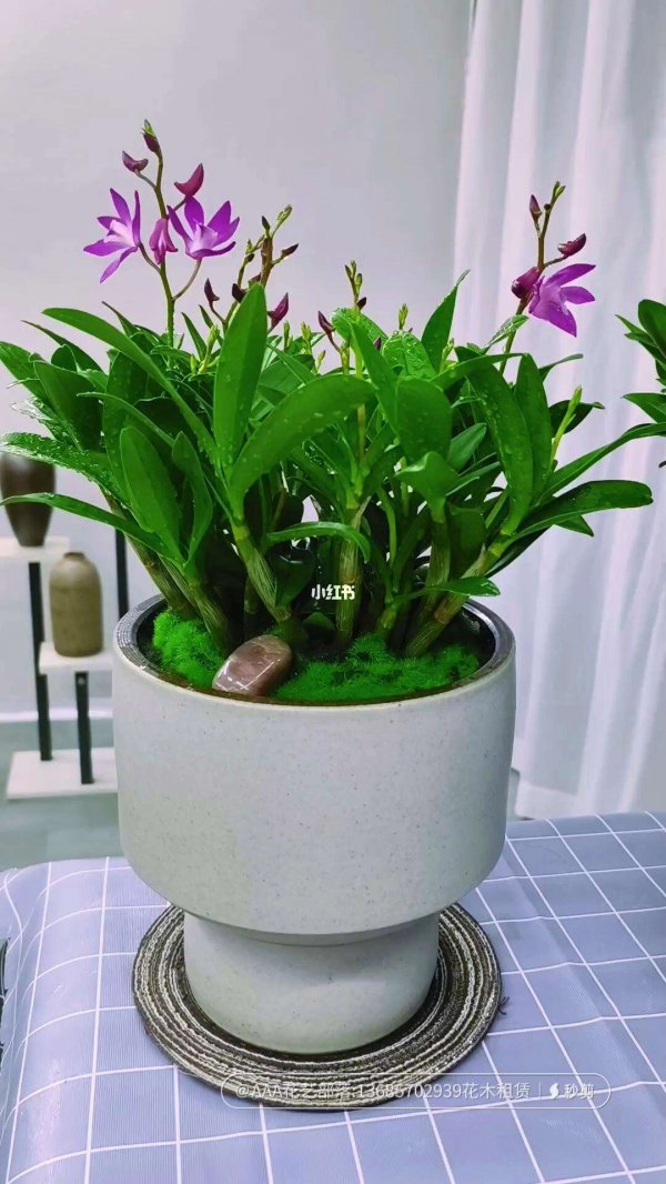 澳洲石斛兰怎么养能开花