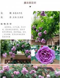 蔷薇怎么养殖方法 蔷薇的种植技巧
蔷薇的培育要点