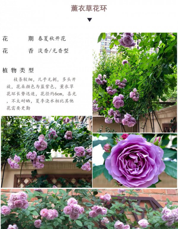 蔷薇怎么养殖方法