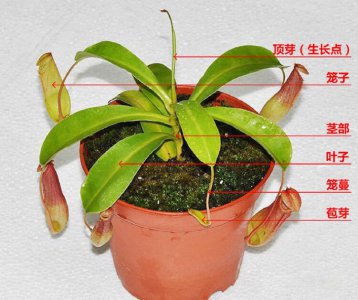 捕虫草怎么养殖方法 养殖捕虫草的方法
种植捕虫草的步骤