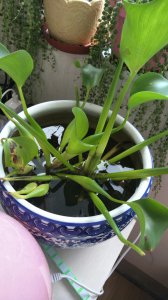 水葫芦可以土养吗 水葫芦适合土壤生长吗？