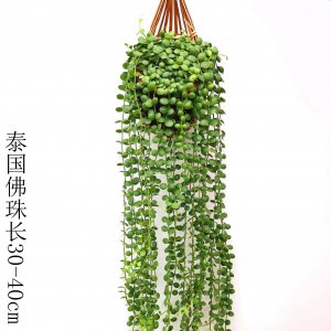 多肉吊兰怎么养才能更旺盛 多肉吊兰如何才能茁壮成长