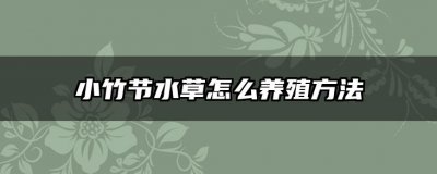小竹节水草怎么养殖方法 小竹节水草的养殖技巧