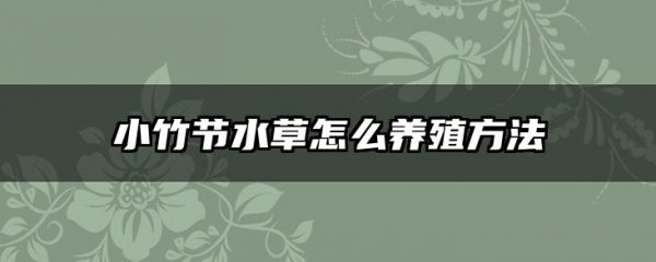 小竹节水草怎么养殖方法