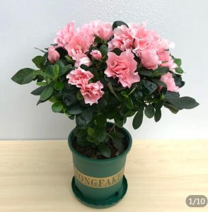 杜鹃怎么养殖方法 如何养殖杜鹃花＂ 
＂杜鹃花的养殖技巧