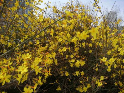 迎春花喜水吗 春花是否喜欢水？