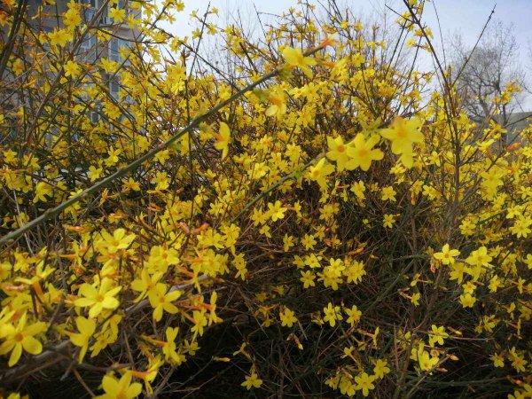 迎春花喜水吗