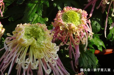菊花喜水吗 菊花是否适合养在水中
菊花喜欢水吗