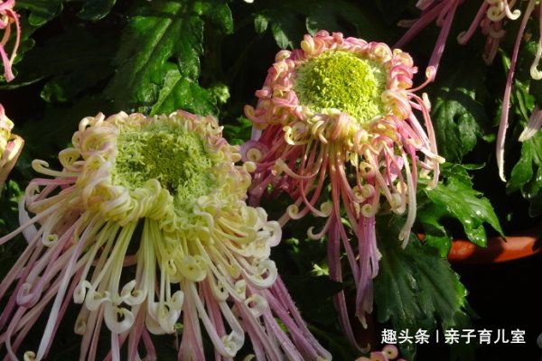 菊花喜水吗