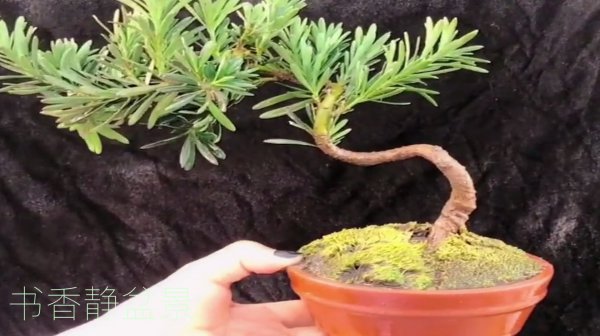 罗汉松夏天怎么浇水方法