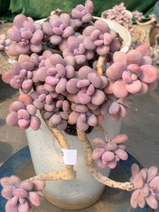 多肉桃蛋怎么养殖方法 多肉桃蛋的种植技巧