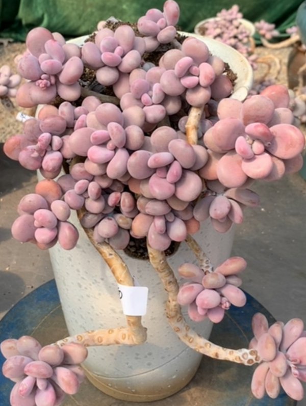多肉桃蛋怎么养殖方法