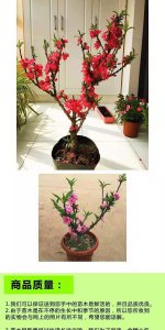 桃花怎么养殖方法 桃花种植技巧